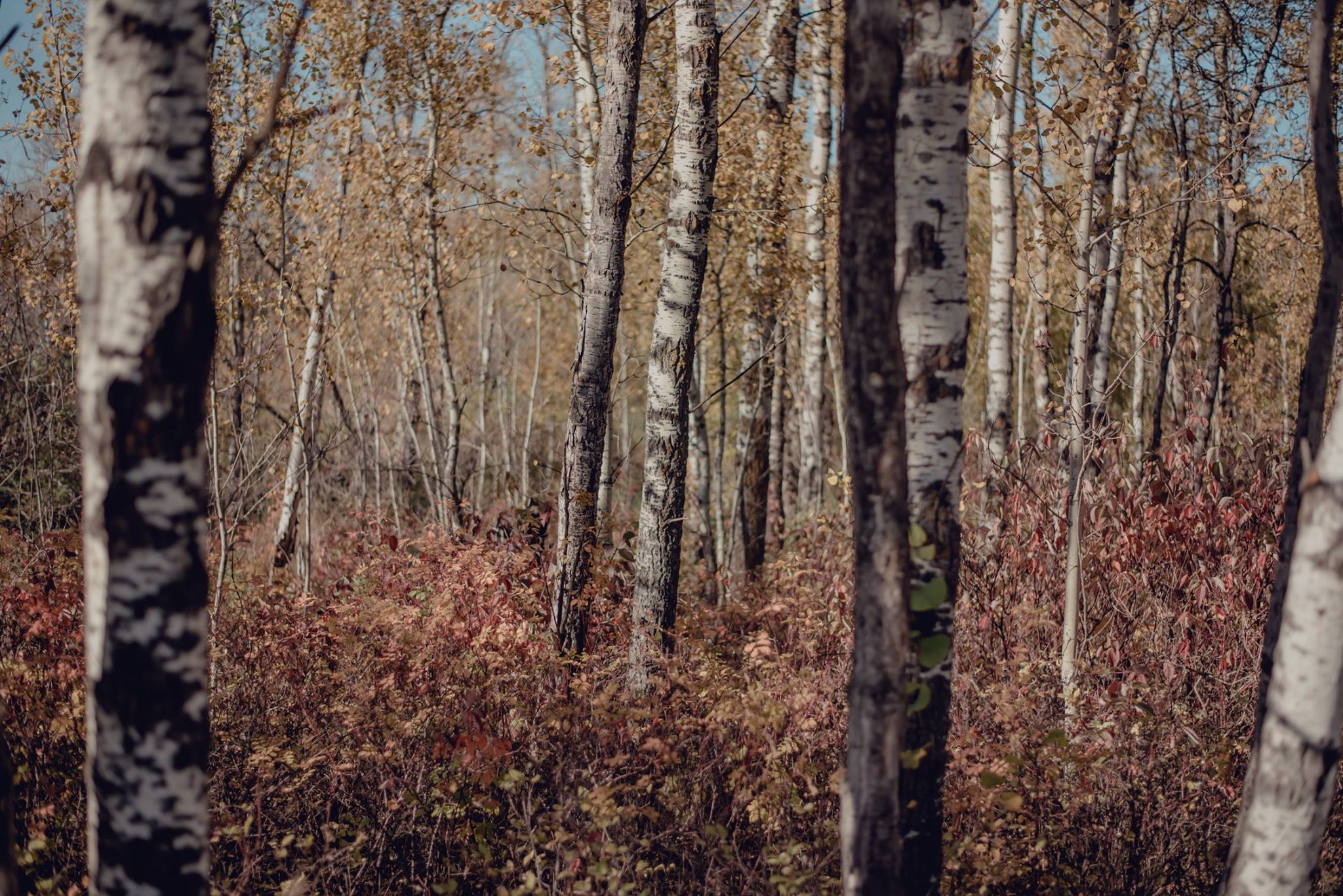 Birch forest in autumn